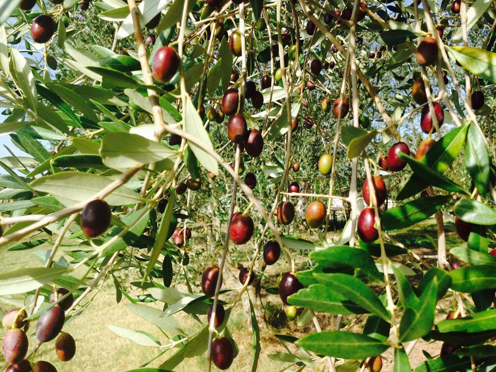 Country House Podere Le Rane Felici Fauglia エクステリア 写真