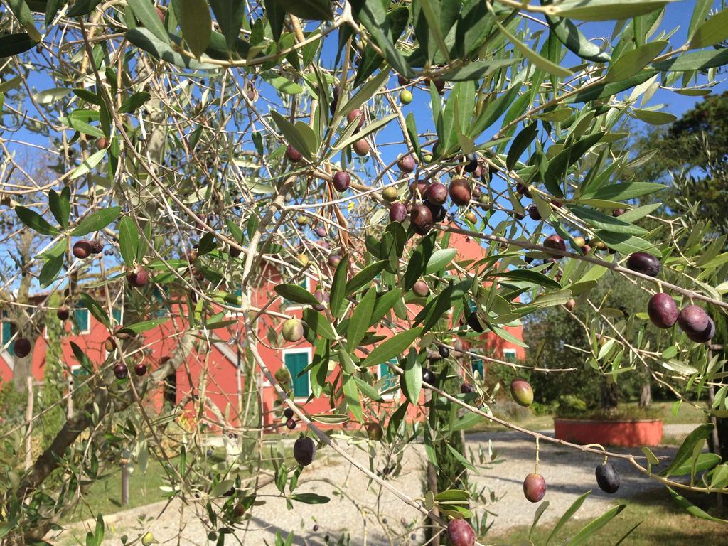 Country House Podere Le Rane Felici Fauglia エクステリア 写真